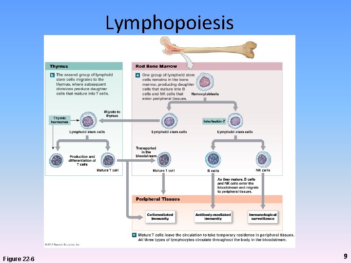 Lymphopoiesis Figure 22 -6 9 