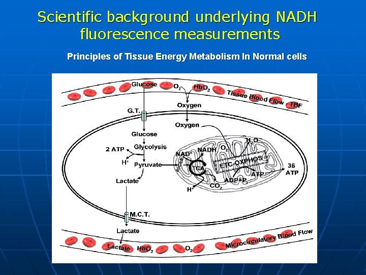 Scientific background underlying NADH fluorescence measurements Principles of Tissue Energy Metabolism In Normal cells