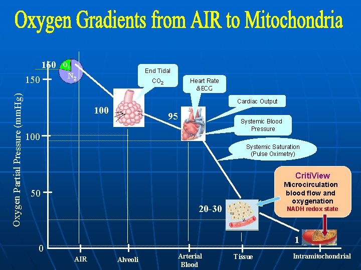 160 Oxygen Partial Pressure (mm. Hg) 150 O 2 End Tidal N 2 CO