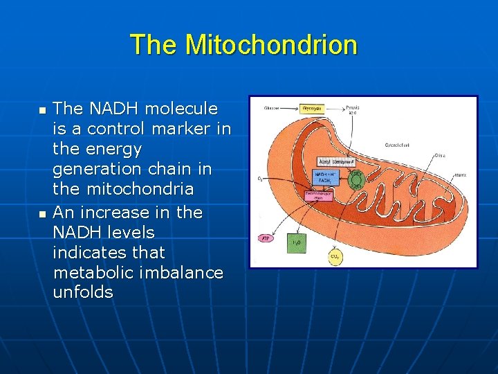 The Mitochondrion n n The NADH molecule is a control marker in the energy