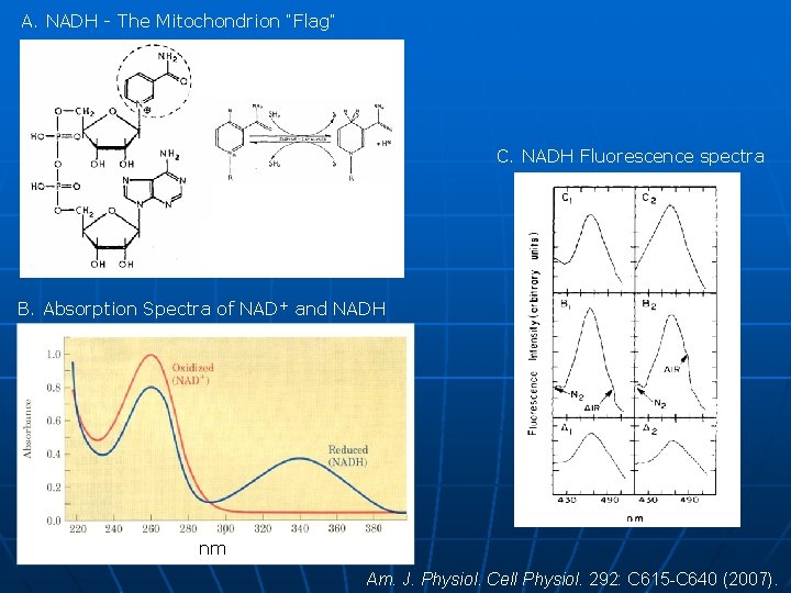 A. NADH - The Mitochondrion “Flag” C. NADH Fluorescence spectra B. Absorption Spectra of