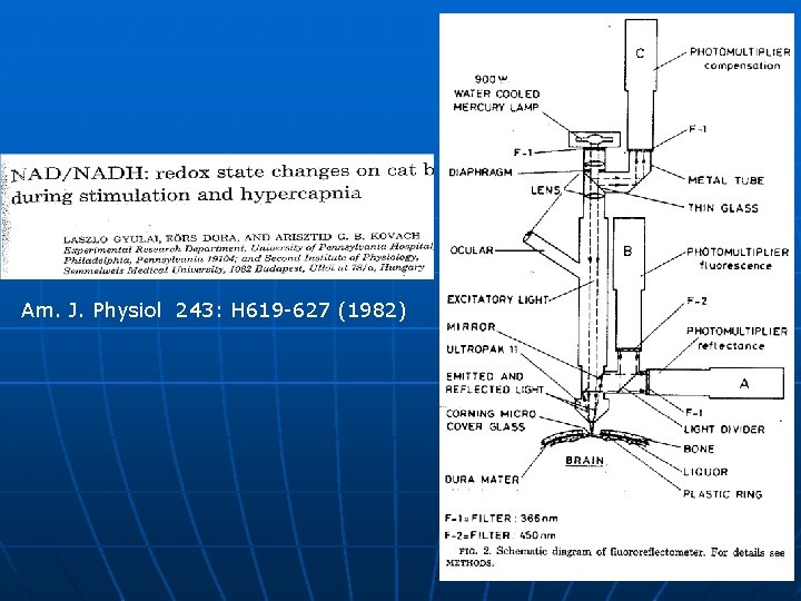 Am. J. Physiol 243: H 619 -627 (1982) 