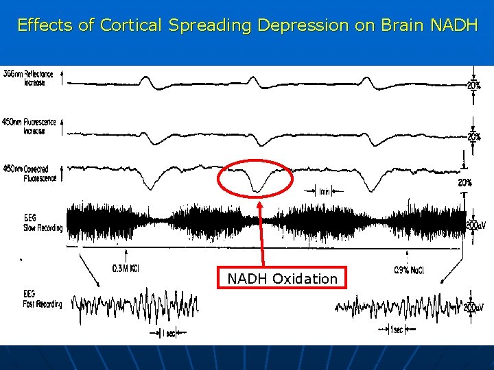 Effects of Cortical Spreading Depression on Brain NADH Oxidation 