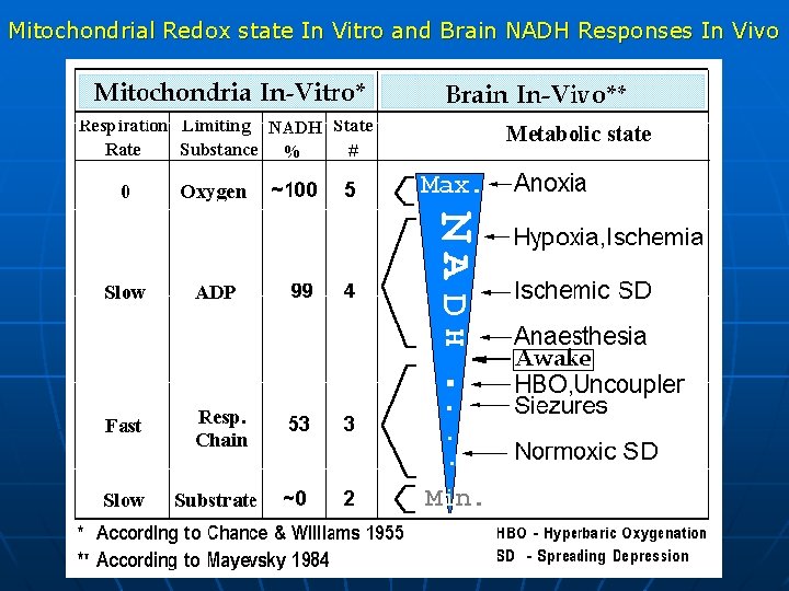 Mitochondrial Redox state In Vitro and Brain NADH Responses In Vivo 