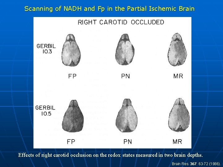 Scanning of NADH and Fp in the Partial Ischemic Brain Effects of right carotid