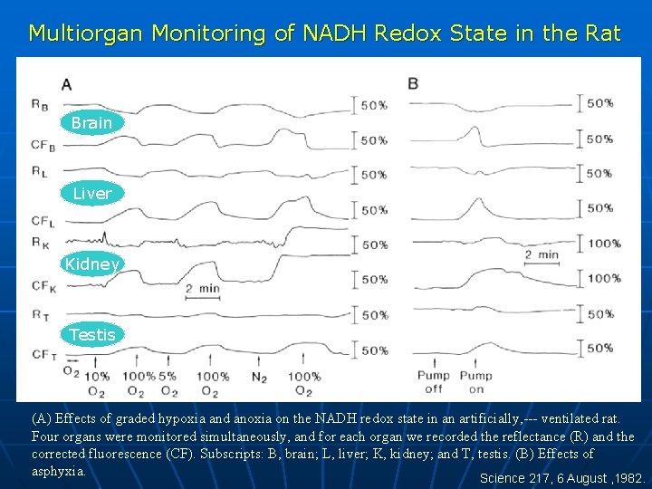 Multiorgan Monitoring of NADH Redox State in the Rat Brain Liver Kidney Testis (A)