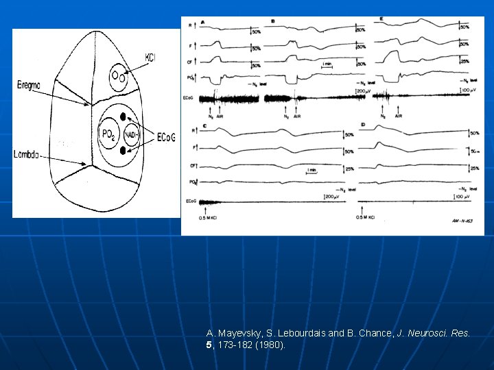 A. Mayevsky, S. Lebourdais and B. Chance, J. Neurosci. Res. 5, 173 -182 (1980).