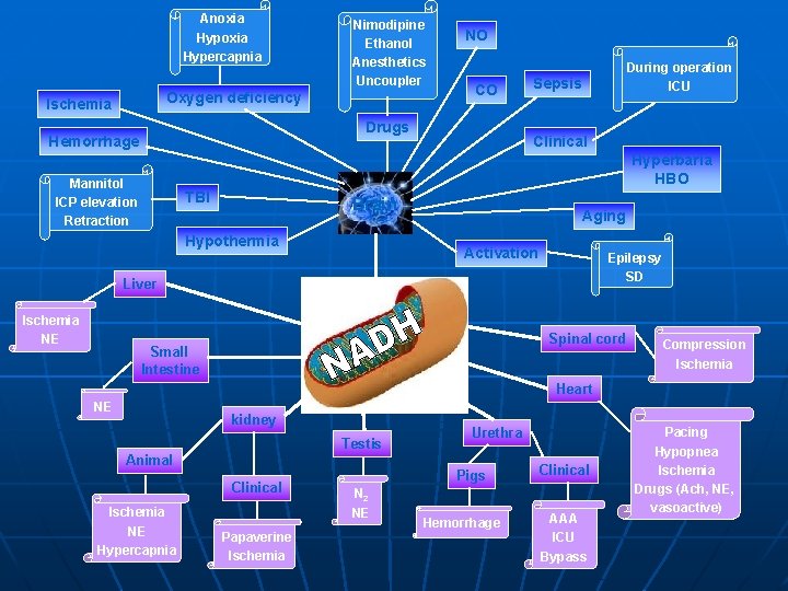 Anoxia Hypercapnia Nimodipine Ethanol Anesthetics Uncoupler Oxygen deficiency Ischemia NO CO Drugs Hemorrhage During