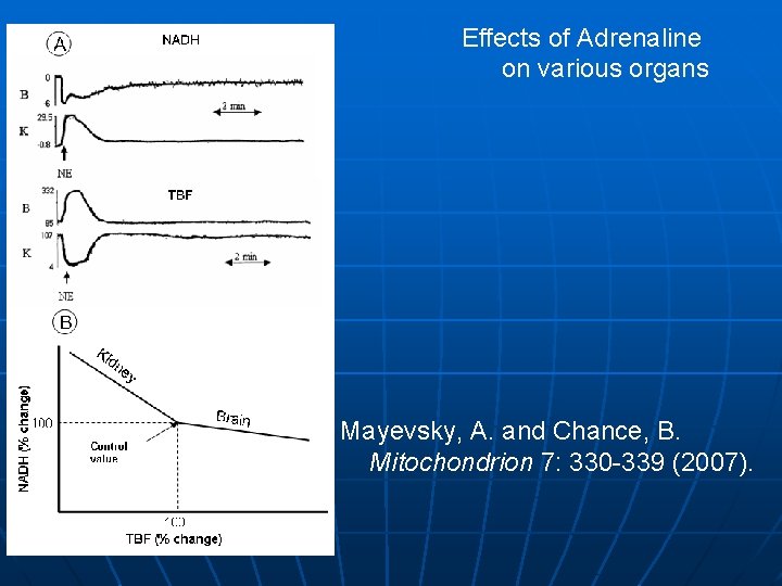 Effects of Adrenaline on various organs Mayevsky, A. and Chance, B. Mitochondrion 7: 330