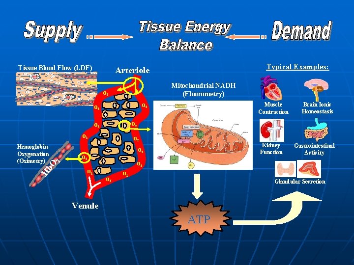 Tissue Blood Flow (LDF) Typical Examples: Arteriole Mitochondrial NADH (Fluorometry) O 2 Muscle Contraction