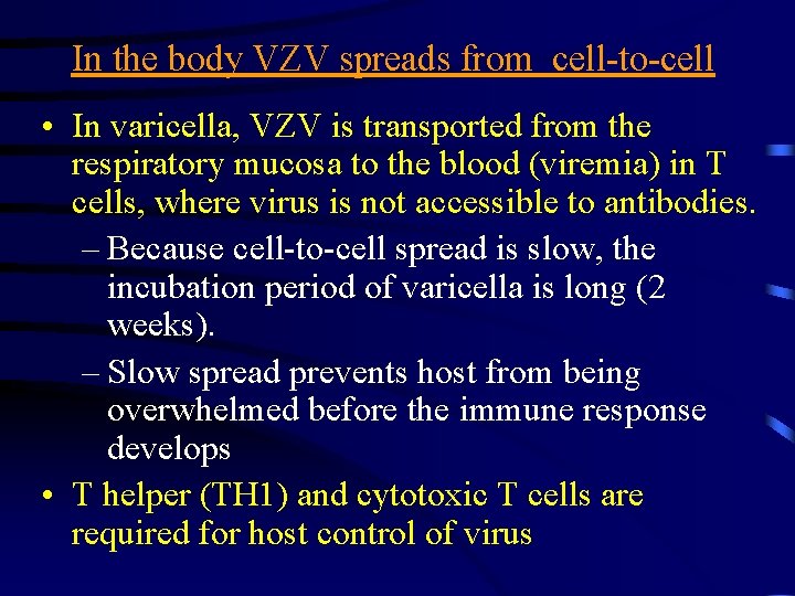 In the body VZV spreads from cell-to-cell • In varicella, VZV is transported from