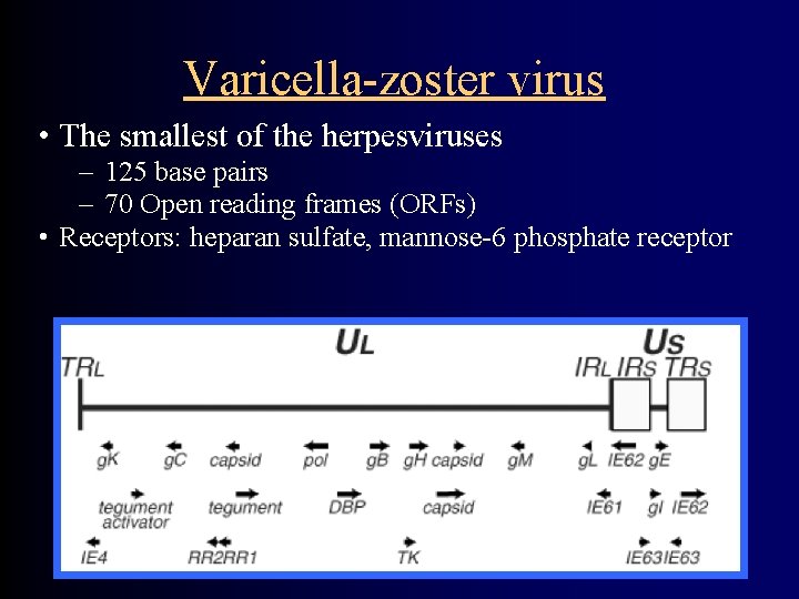 Varicella-zoster virus • The smallest of the herpesviruses – 125 base pairs – 70