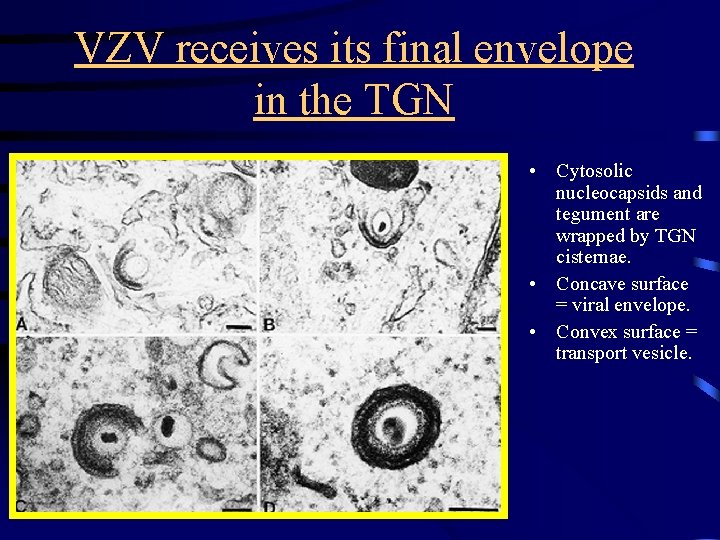 VZV receives its final envelope in the TGN • Cytosolic nucleocapsids and tegument are