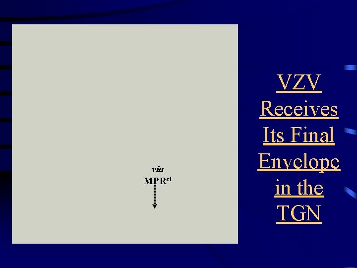 via MPRci VZV Receives Its Final Envelope in the TGN 