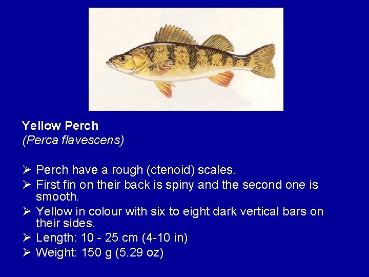 Yellow Perch (Perca flavescens) Ø Perch have a rough (ctenoid) scales. Ø First fin