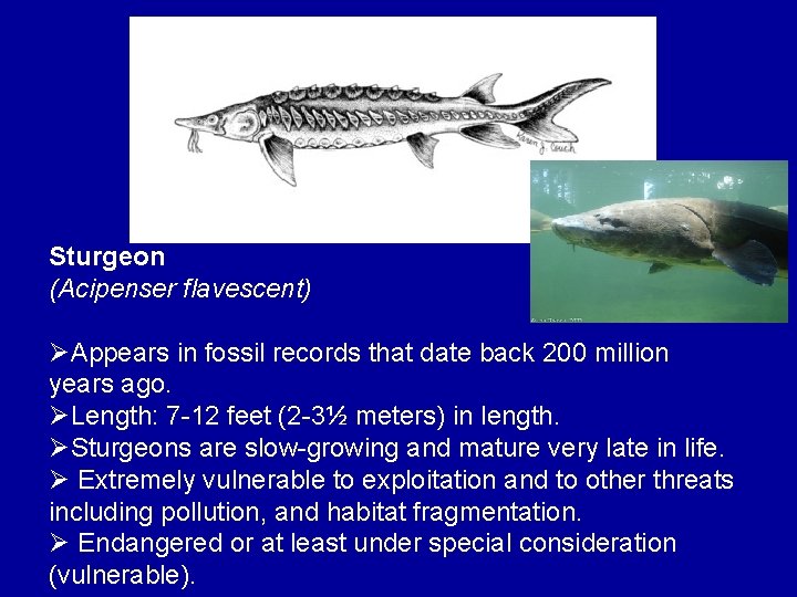 Sturgeon (Acipenser flavescent) ØAppears in fossil records that date back 200 million years ago.