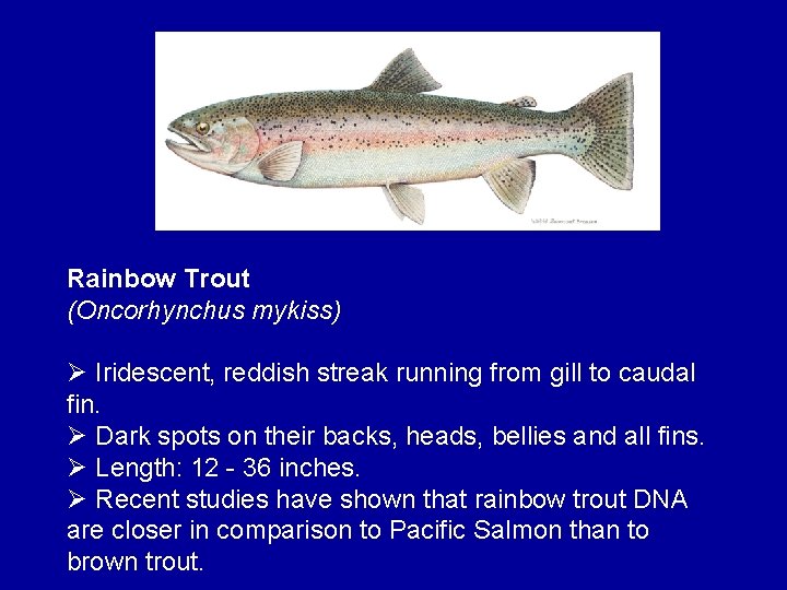 Rainbow Trout (Oncorhynchus mykiss) Ø Iridescent, reddish streak running from gill to caudal fin.