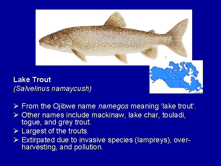 Lake Trout (Salvelinus namaycush) Ø From the Ojibwe namegos meaning ‘lake trout’. Ø Other