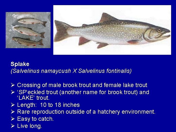 Splake (Salvelinus namaycush X Salvelinus fontinalis) Ø Crossing of male brook trout and female