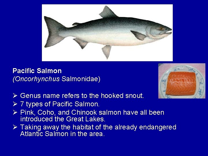 Pacific Salmon (Oncorhynchus Salmonidae) Ø Genus name refers to the hooked snout. Ø 7