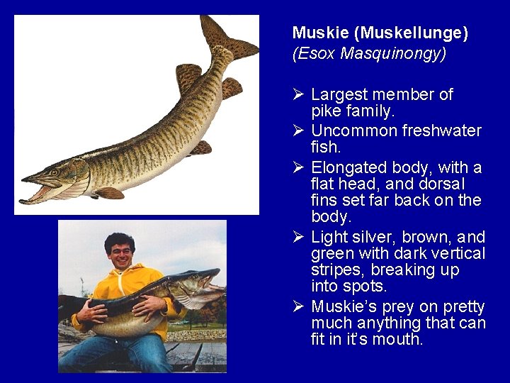 Muskie (Muskellunge) (Esox Masquinongy) Ø Largest member of pike family. Ø Uncommon freshwater fish.