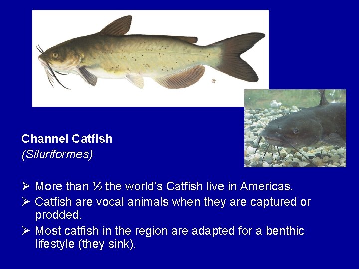 Channel Catfish (Siluriformes) Ø More than ½ the world’s Catfish live in Americas. Ø