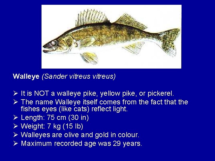 Walleye (Sander vitreus) Ø It is NOT a walleye pike, yellow pike, or pickerel.