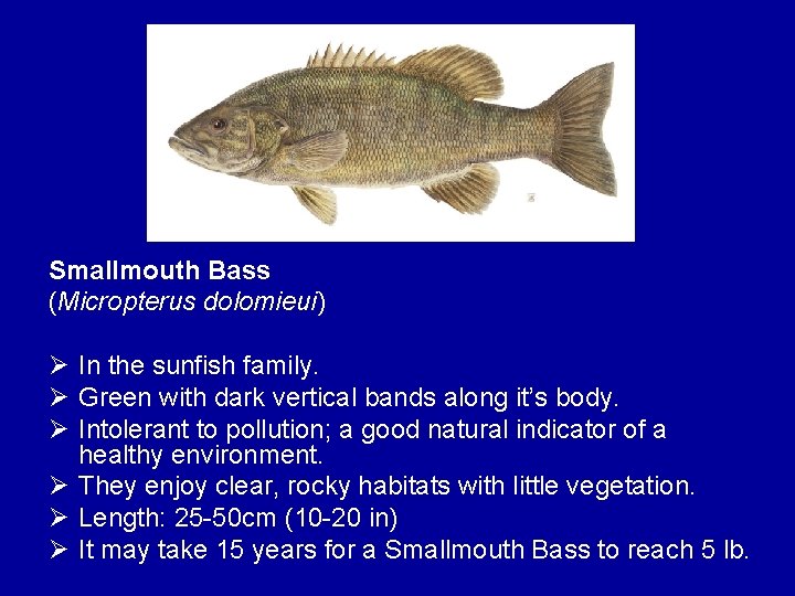 Smallmouth Bass (Micropterus dolomieui) Ø In the sunfish family. Ø Green with dark vertical