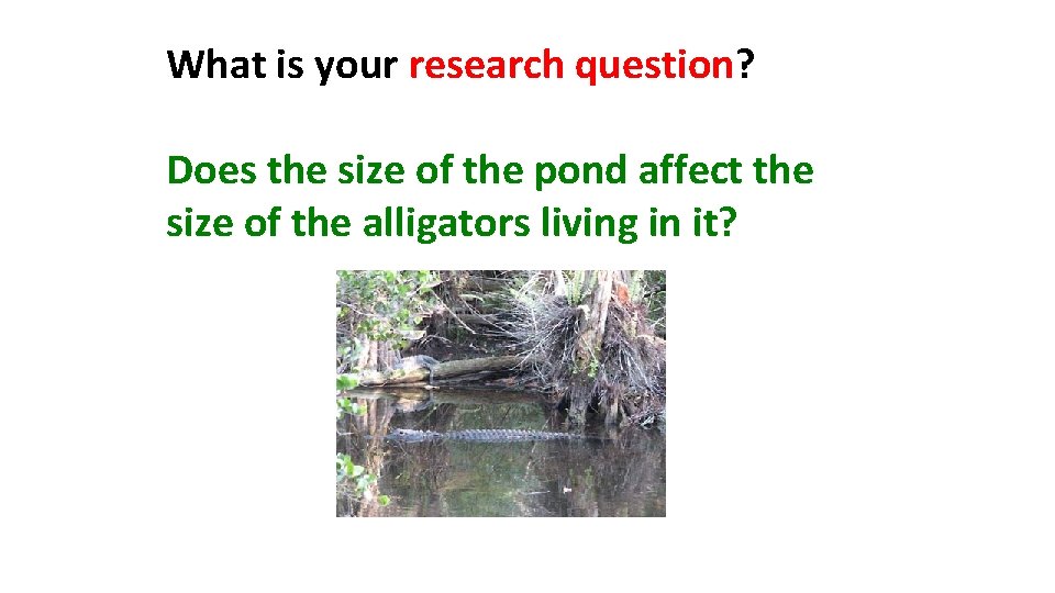 What is your research question? Does the size of the pond affect the size