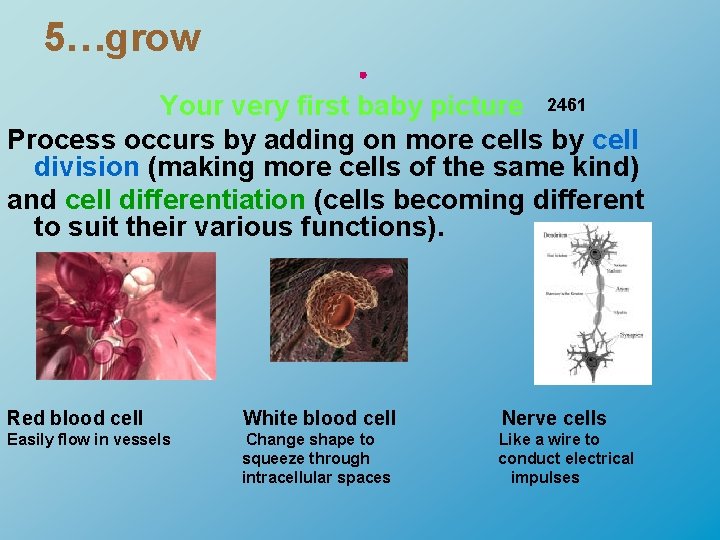 5…grow Your very first baby picture 2461 Process occurs by adding on more cells
