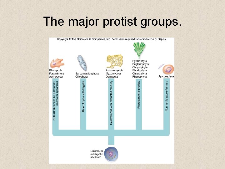 The major protist groups. The major protist groups.