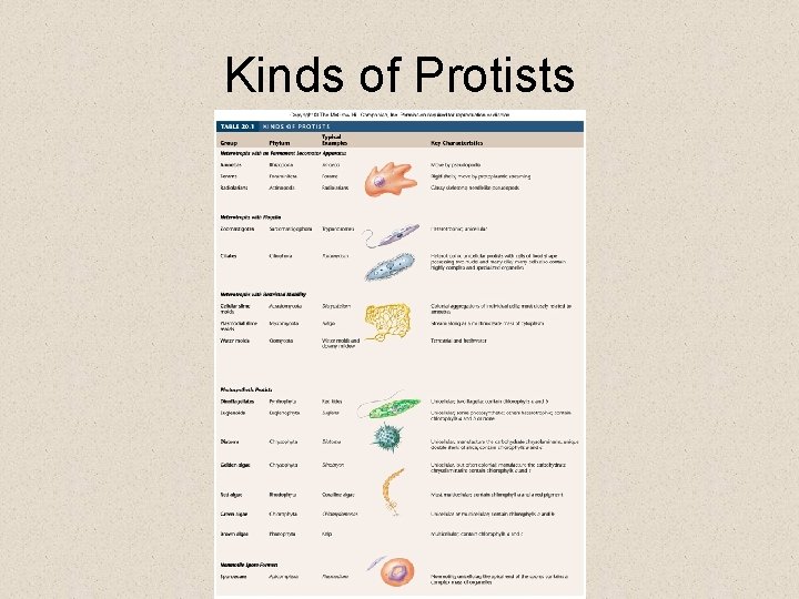 Kinds of Protists Kinds of Protists