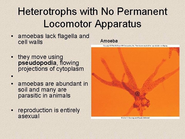 Heterotrophs with No Permanent Locomotor Apparatus • amoebas lack flagella and cell walls • Heterotrophs with No Permanent Locomotor Apparatus • amoebas lack flagella and cell walls •