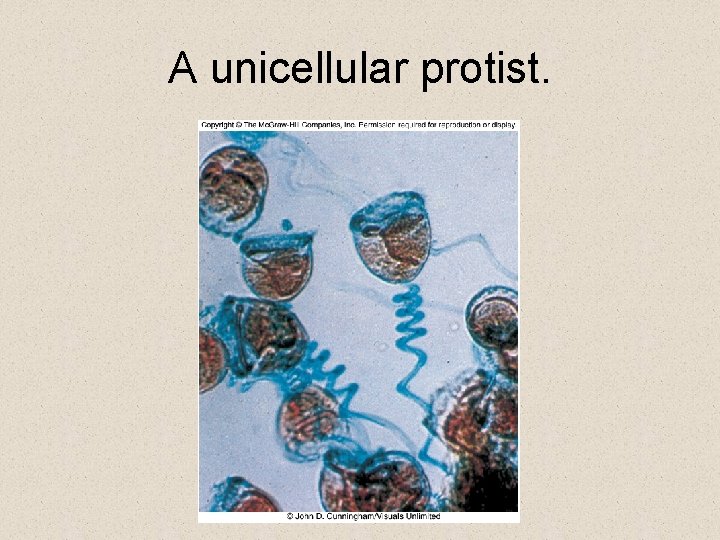 A unicellular protist. A unicellular protist.