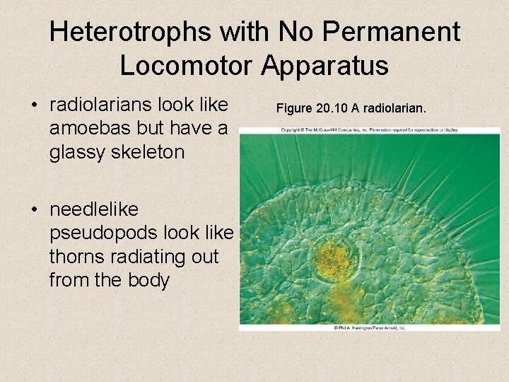 Heterotrophs with No Permanent Locomotor Apparatus • radiolarians look like amoebas but have a Heterotrophs with No Permanent Locomotor Apparatus • radiolarians look like amoebas but have a