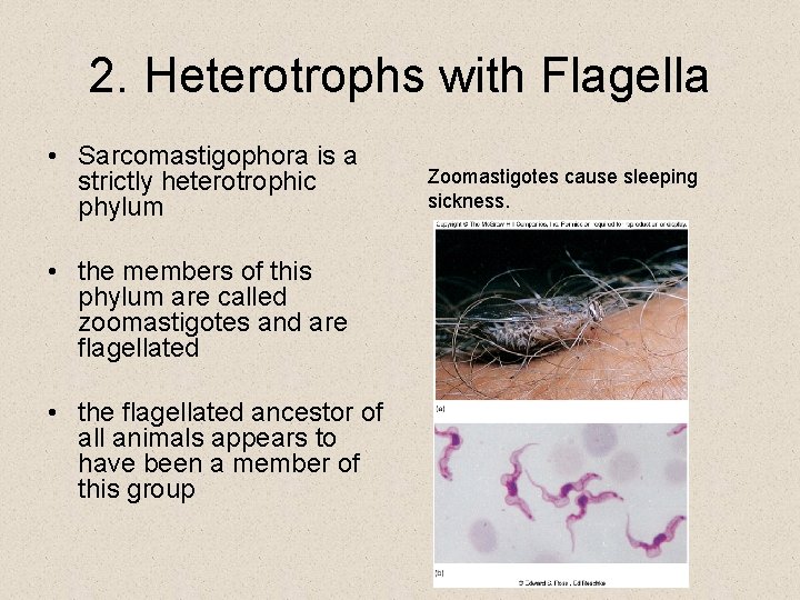 2. Heterotrophs with Flagella • Sarcomastigophora is a strictly heterotrophic phylum • the members 2. Heterotrophs with Flagella • Sarcomastigophora is a strictly heterotrophic phylum • the members