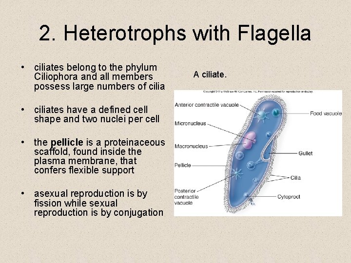 2. Heterotrophs with Flagella • ciliates belong to the phylum Ciliophora and all members 2. Heterotrophs with Flagella • ciliates belong to the phylum Ciliophora and all members