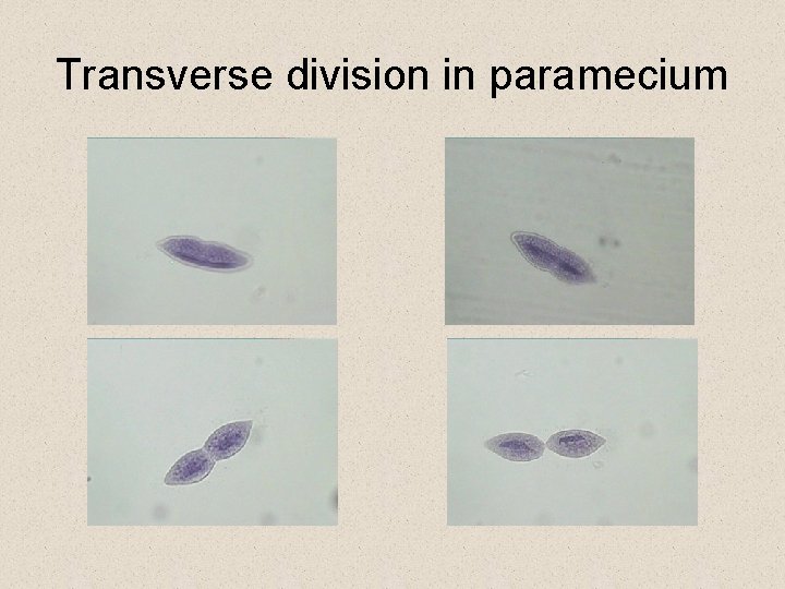 Transverse division in paramecium Transverse division in paramecium