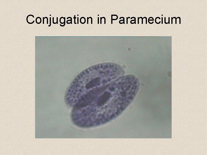 Conjugation in Paramecium Conjugation in Paramecium