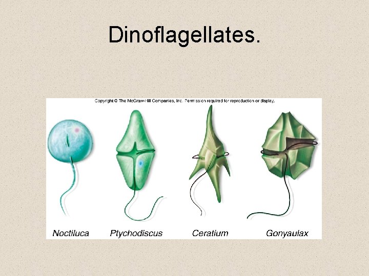 Dinoflagellates. Dinoflagellates.