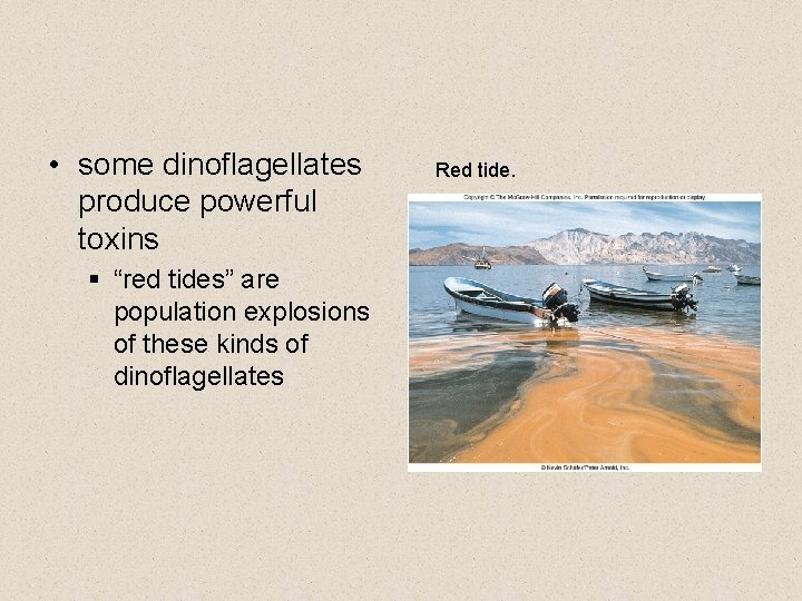 • some dinoflagellates produce powerful toxins § “red tides” are population explosions of • some dinoflagellates produce powerful toxins § “red tides” are population explosions of