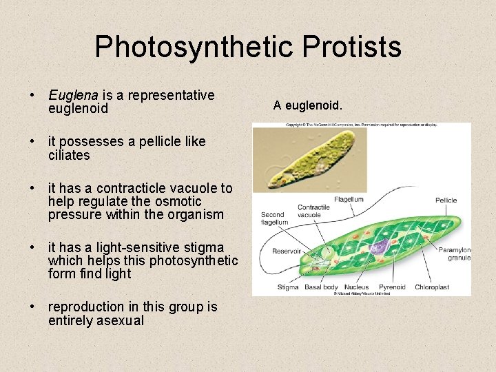 Photosynthetic Protists • Euglena is a representative euglenoid • it possesses a pellicle like Photosynthetic Protists • Euglena is a representative euglenoid • it possesses a pellicle like