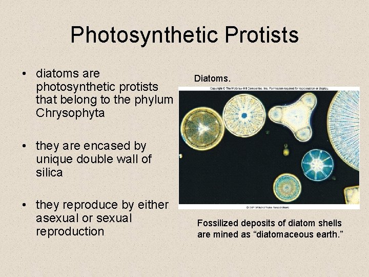 Photosynthetic Protists • diatoms are photosynthetic protists that belong to the phylum Chrysophyta Diatoms. Photosynthetic Protists • diatoms are photosynthetic protists that belong to the phylum Chrysophyta Diatoms.