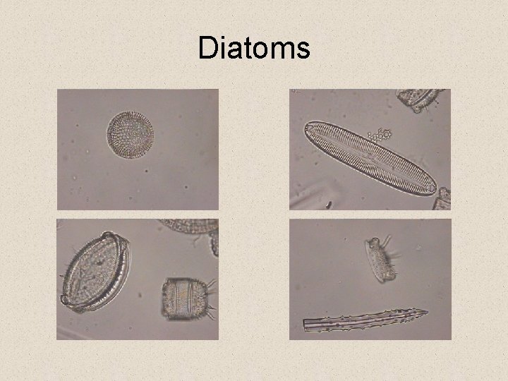 Diatoms Diatoms