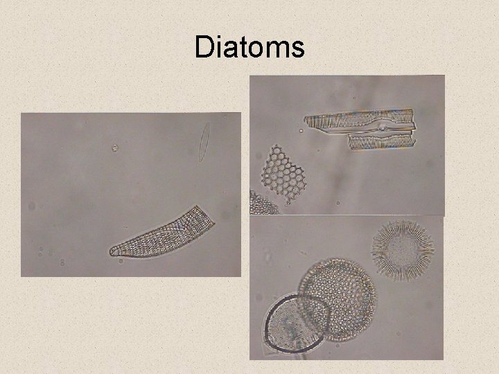 Diatoms Diatoms