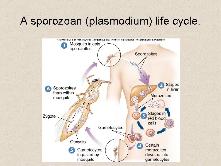 A sporozoan (plasmodium) life cycle. A sporozoan (plasmodium) life cycle.