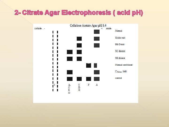 2 - Citrate Agar Electrophoresis ( acid p. H) 