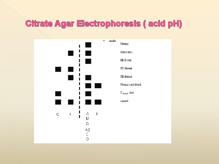 Citrate Agar Electrophoresis ( acid p. H) 