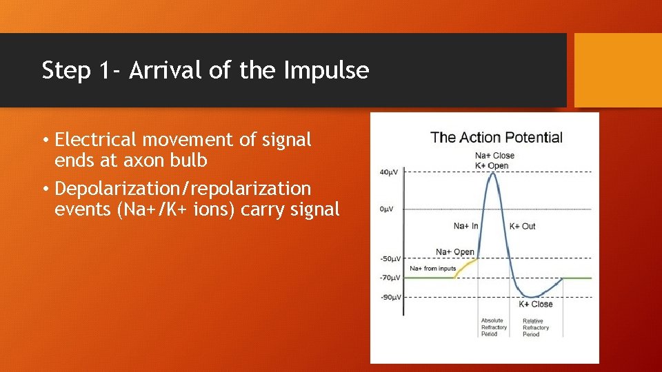 Step 1 - Arrival of the Impulse • Electrical movement of signal ends at