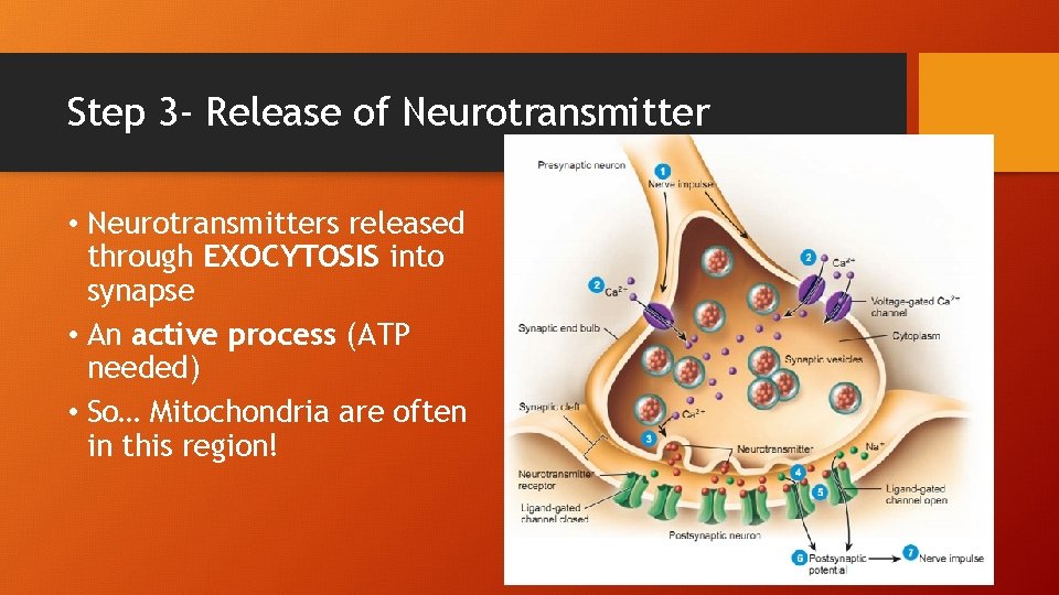 Step 3 - Release of Neurotransmitter • Neurotransmitters released through EXOCYTOSIS into synapse •